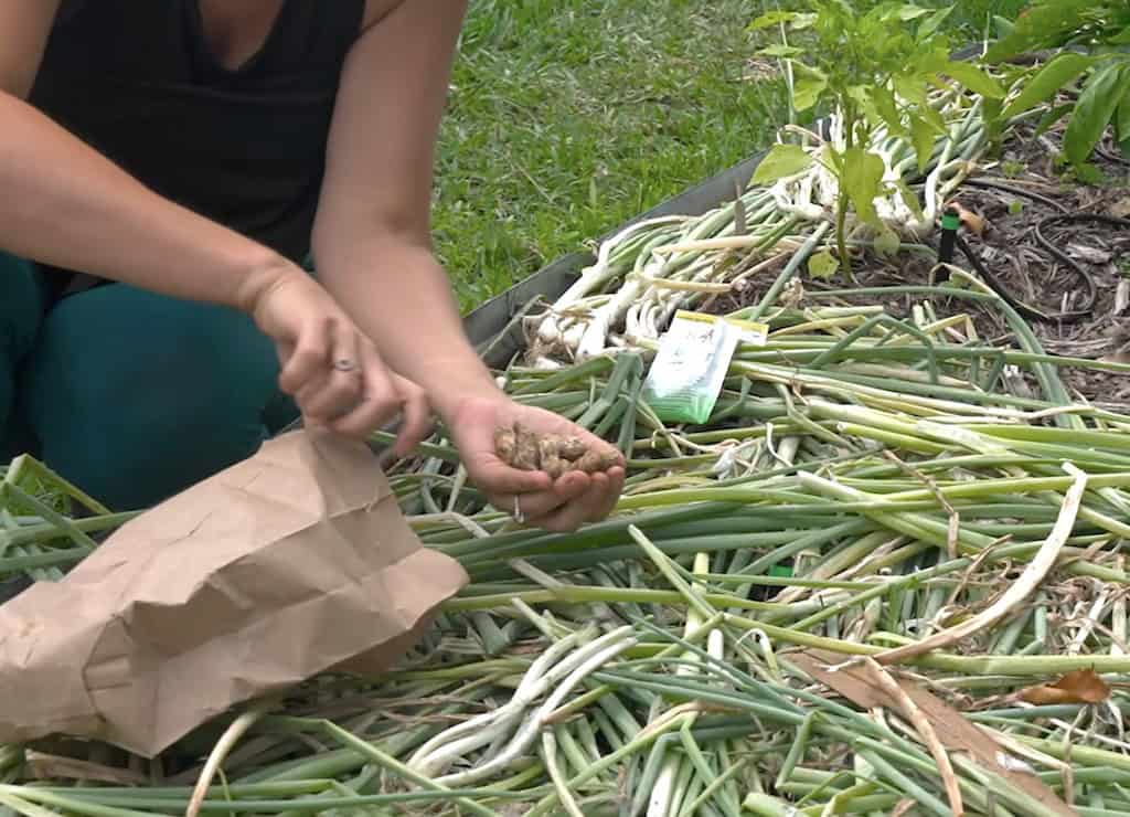 Planting and Growing Peanuts