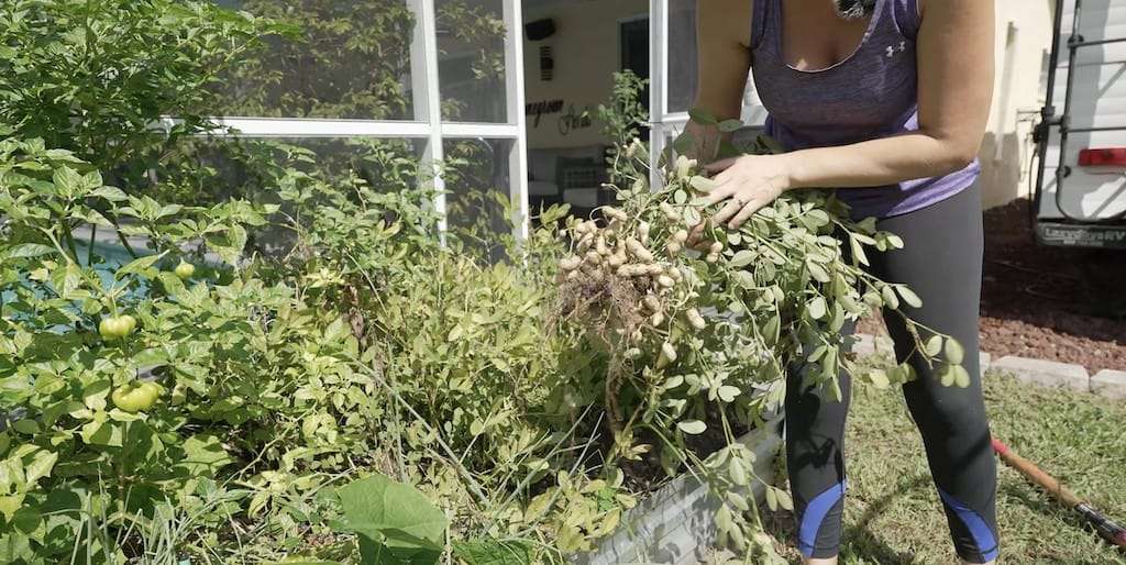 Woman harvesting peanut plants from a raised garden bed