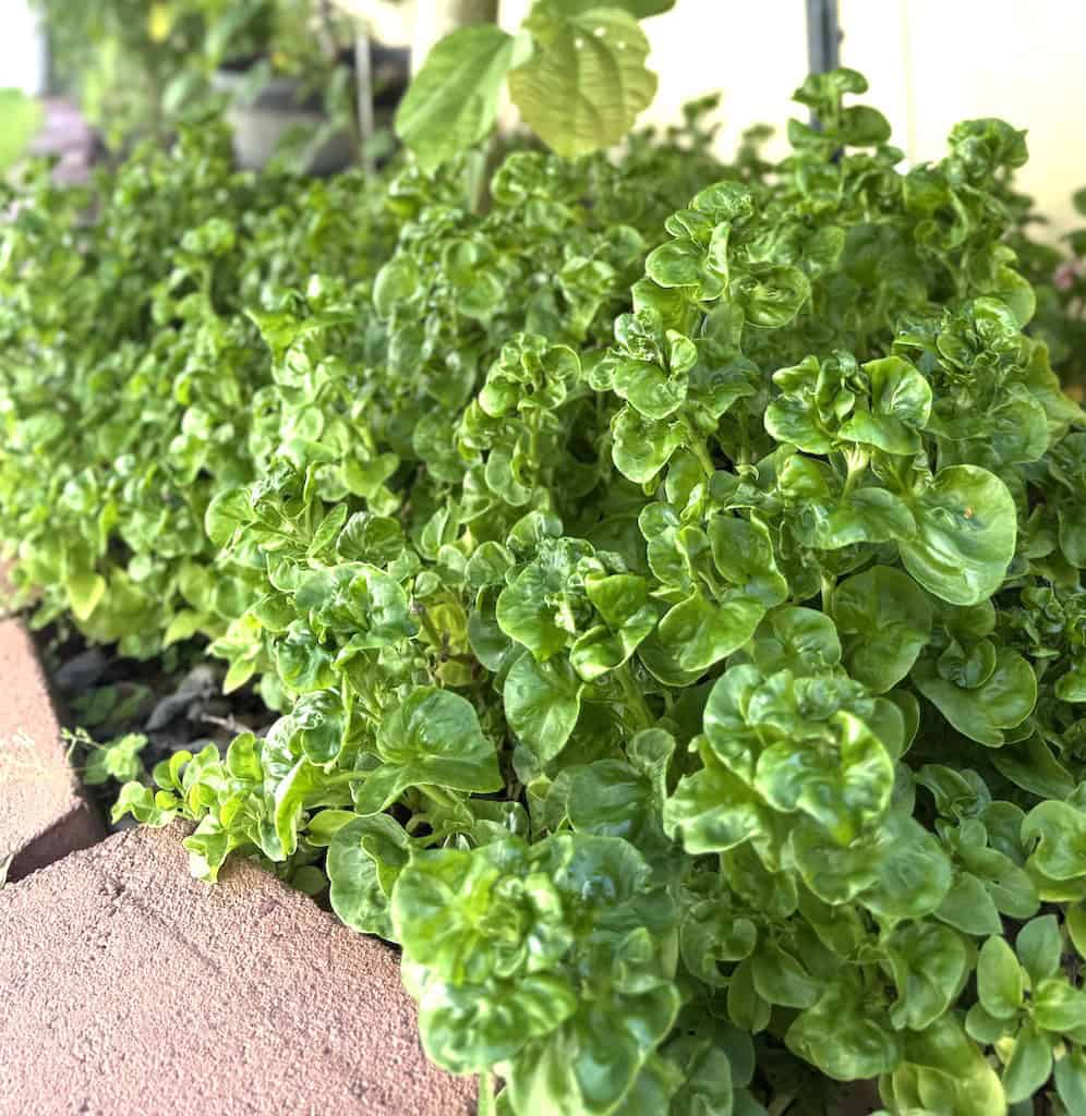 Patch of Sissoo Tropical Spinach