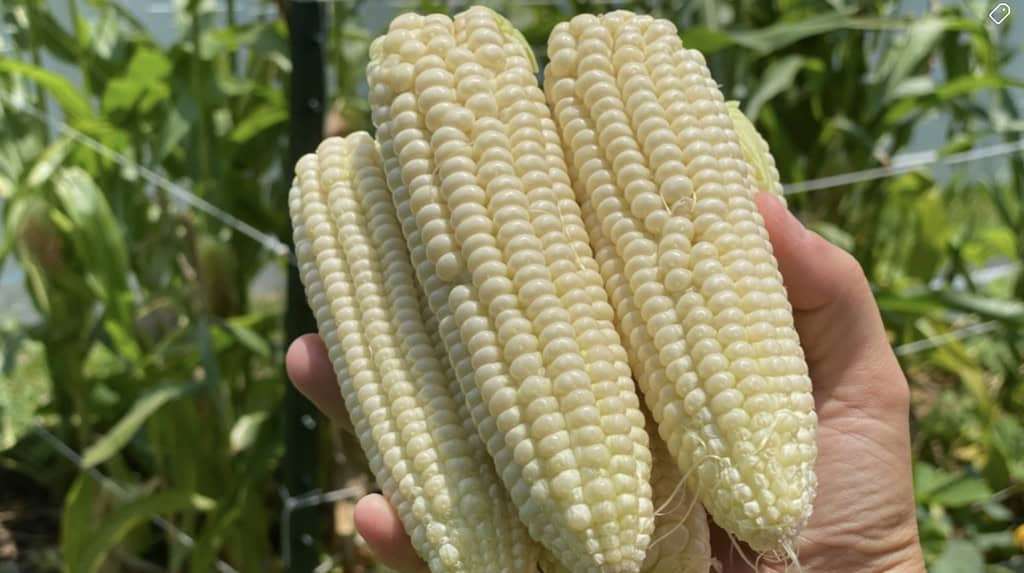 Hand holding white corn on the cobs