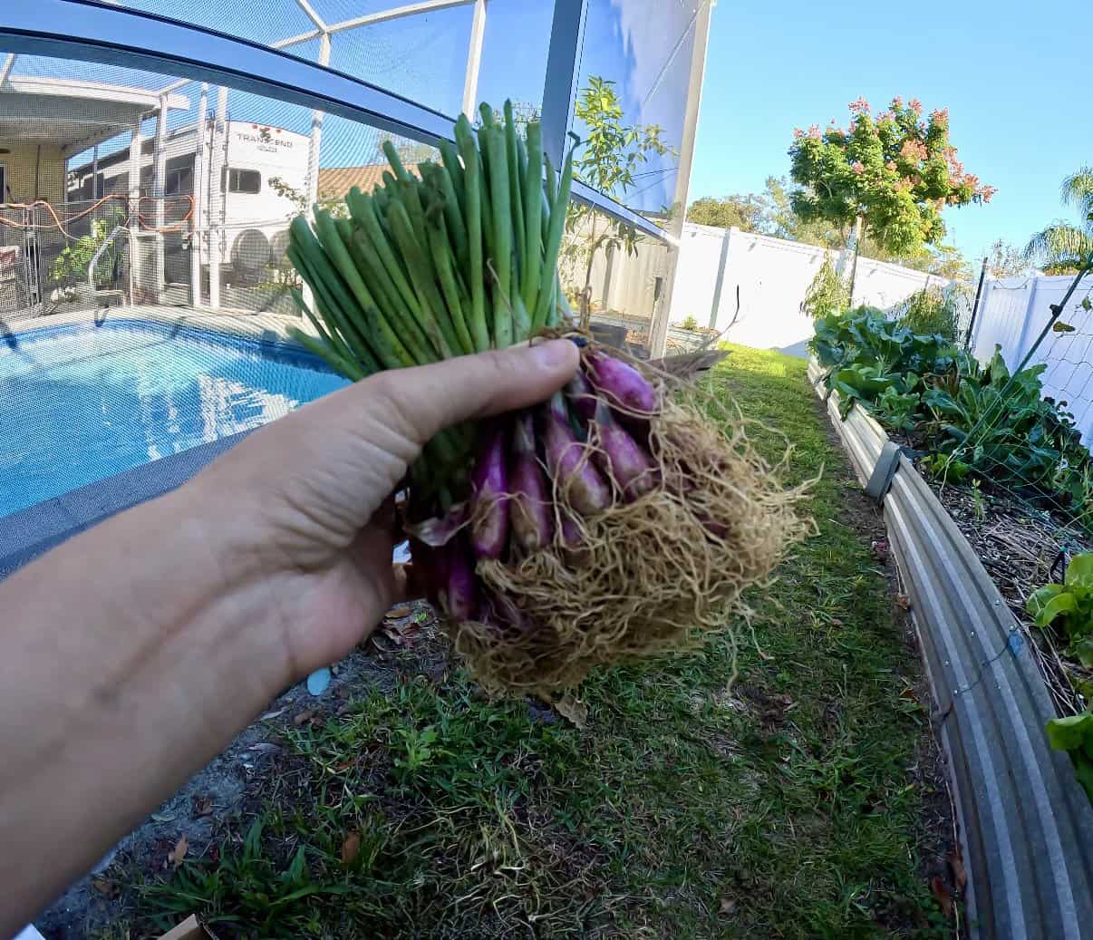 Hand holding a large bunch of immature red onion seedlings