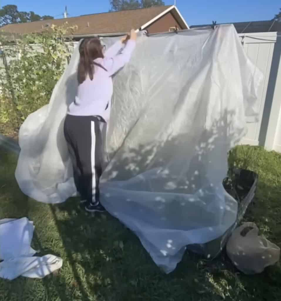 Woman covering a trellis in a raised garden bed with frost cloth