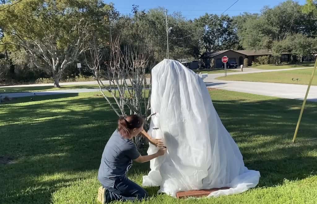 Florida frost protection for young trees