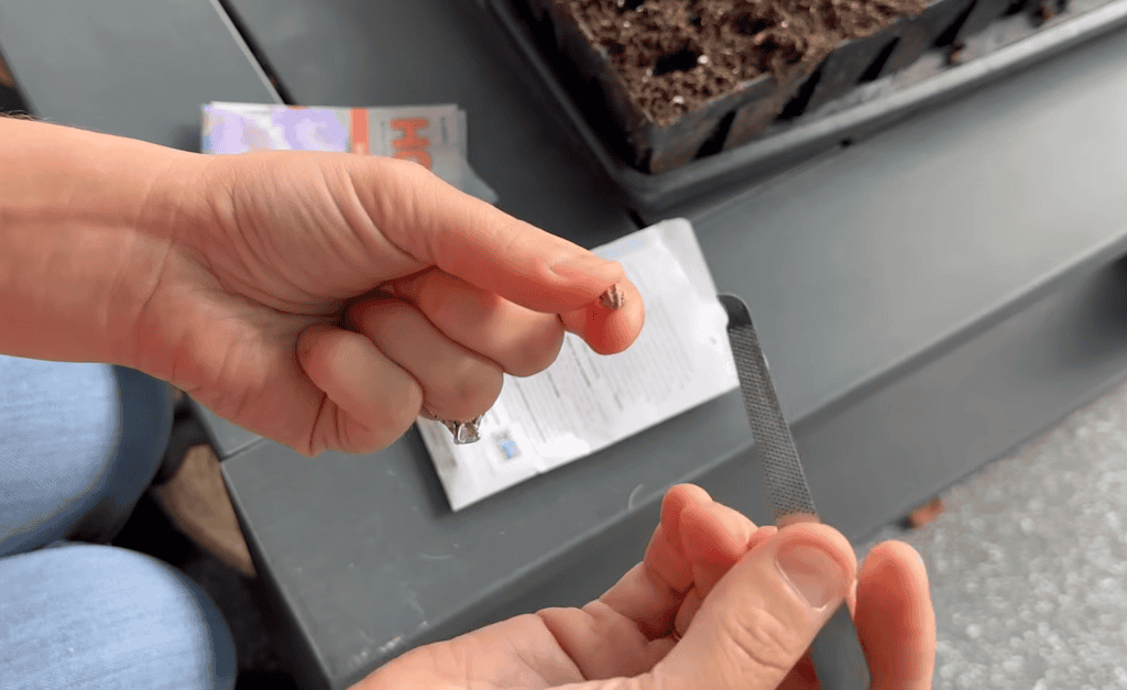 Scarifying flower seeds with a nail file