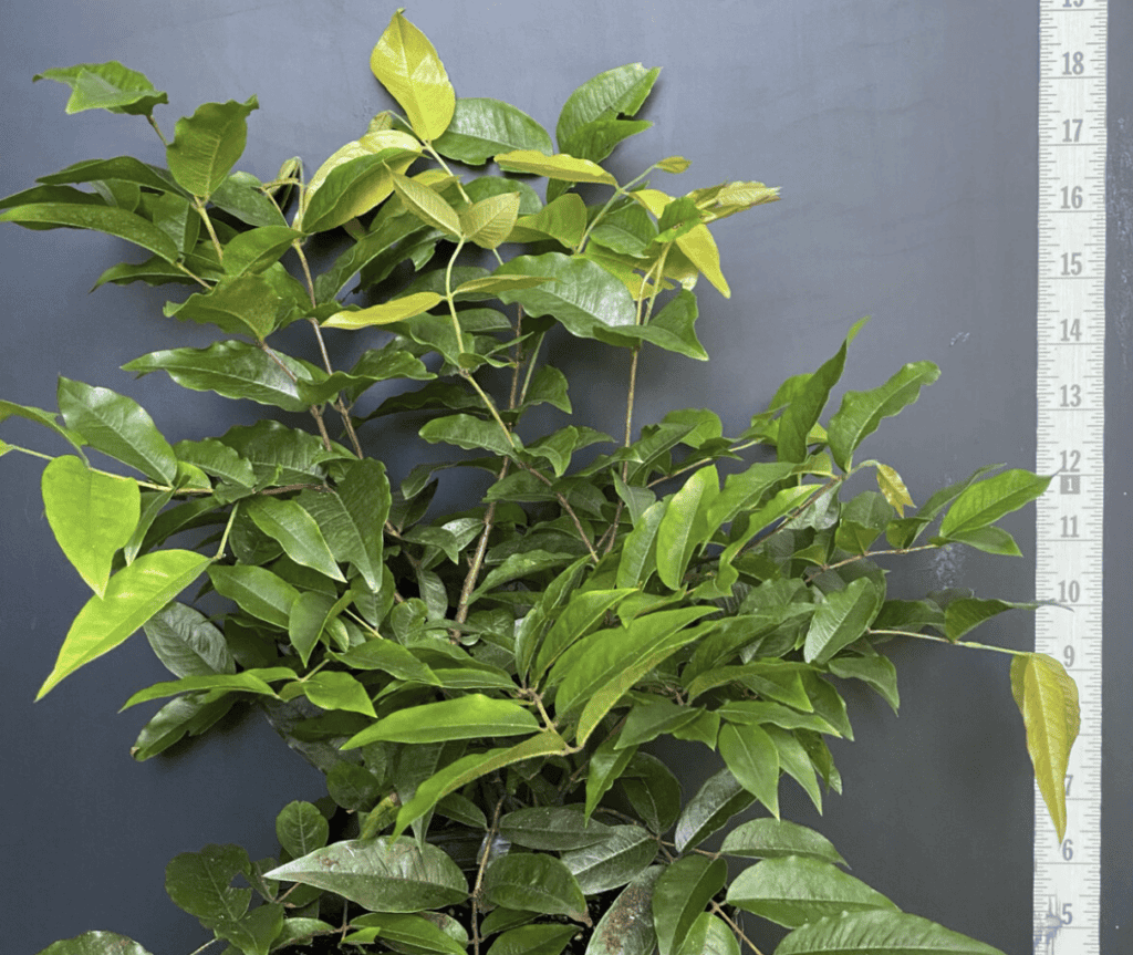 Healthy green jaboticaba seedling with vibrant leaves.