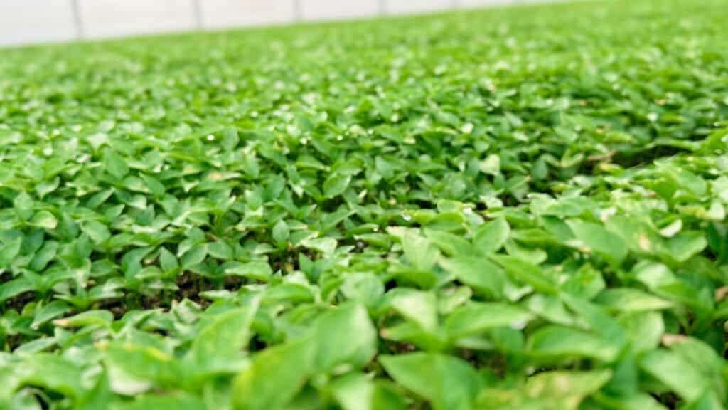 Baby pepper seedlings inside greenhouse