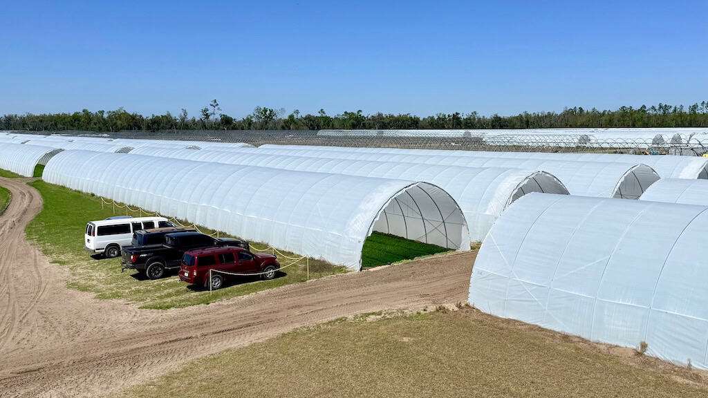 Huge hoop houses covering baby green lettuce and arugula at Florida Farm