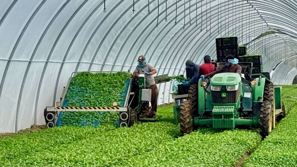 Mechanical harvesting machine cutting lettuce tops and shooting them into crates on a tractor