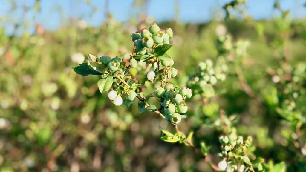 Healthy blueberry plant thriving on a Florida farm for fresh, local harvests.