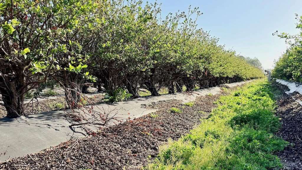 Rows of blueberry plants with center walkways covered in cover crops