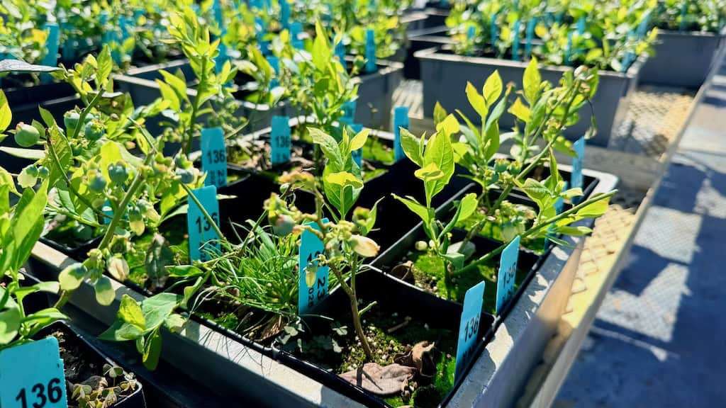 Table full of blueberry seedlings in pots with labels