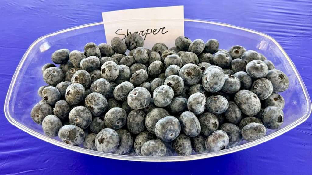 clear bowl of blueberries with the label "Sharper"