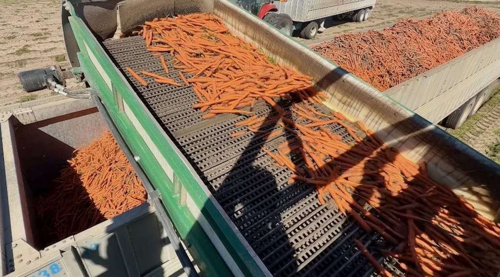 Conveyer belt of recently harvested carrots being dumpted into semi trailer