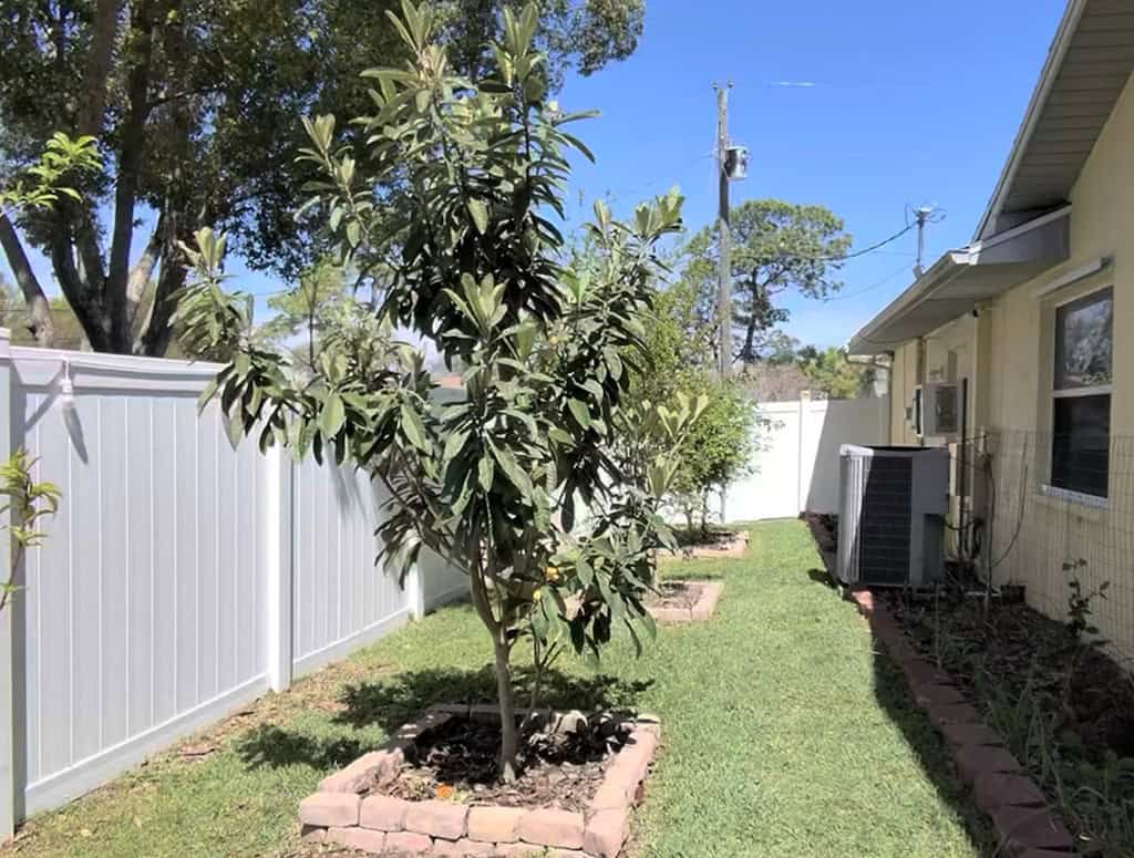 Loquat trees planted in a backyard garden