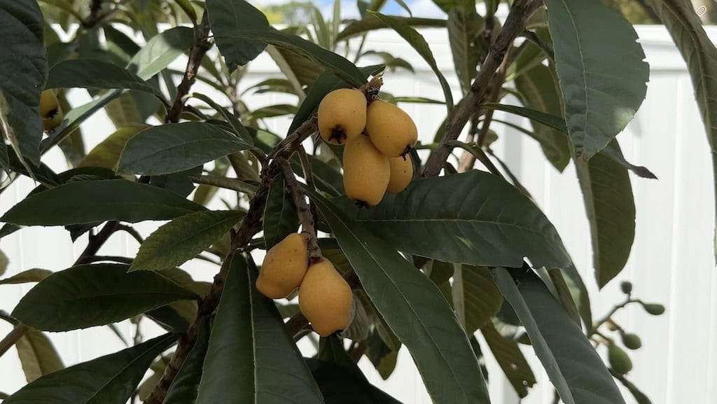 Loquat fruit ripening on the tree