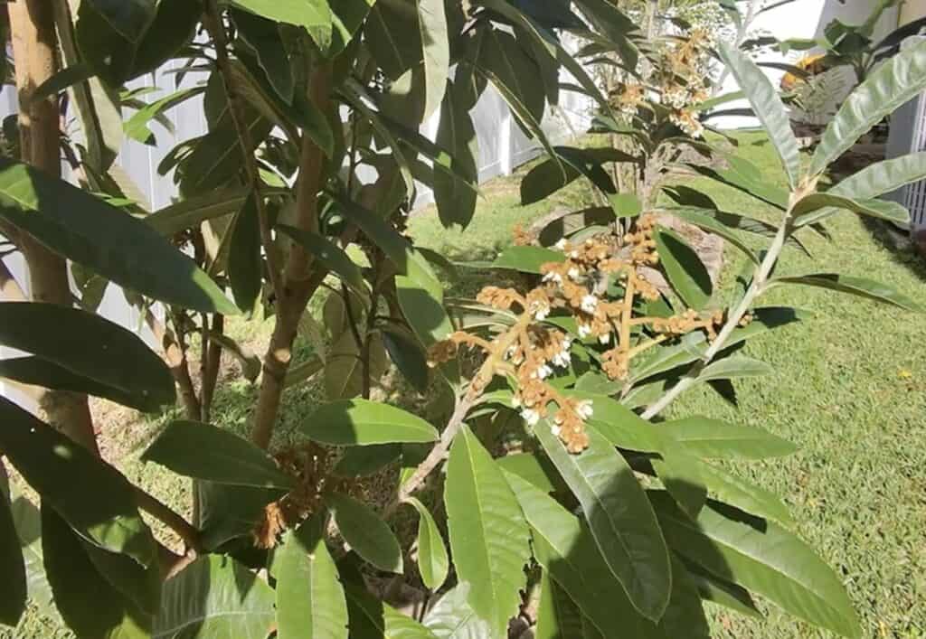 Loquat flowers on a tree