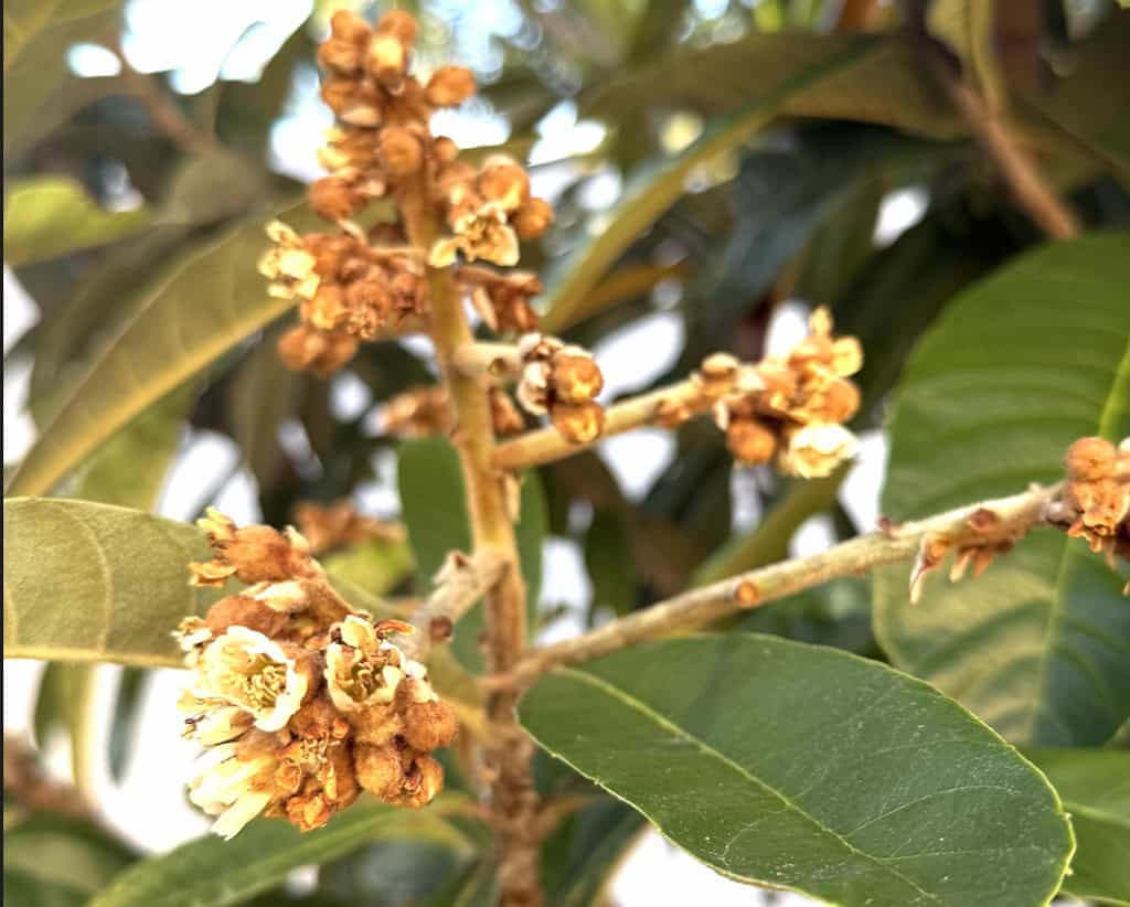Close up of loquat flowers on a tree