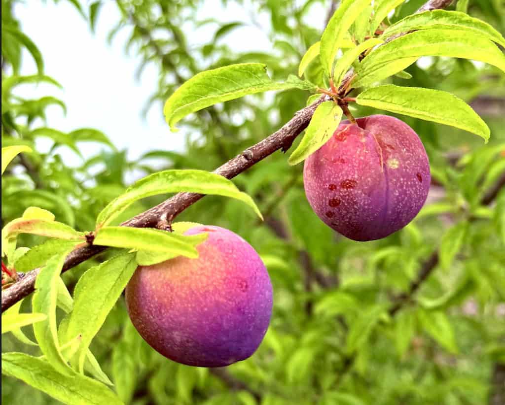 Ripening plum fruit hanging from a tree