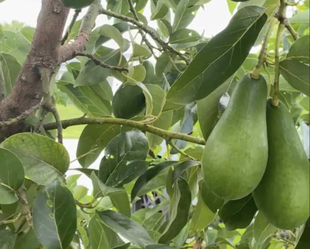 Pear shaped avocados hanging from fruit trees