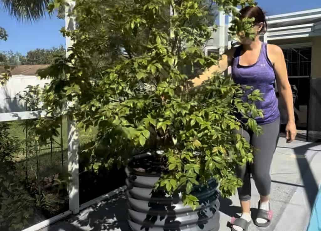 Woman moving a jaboticaba fruit tree in a container fruit pot