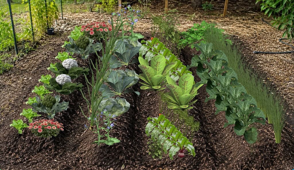 Sample in ground garden layout filled with vegetable plants